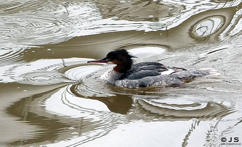 Goosander