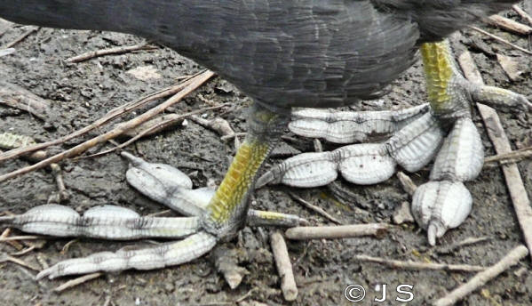 Coots feet
