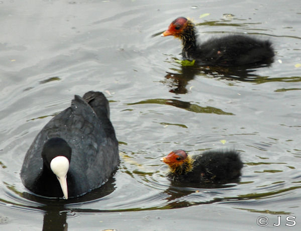 Coot family
