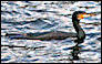Cormorant