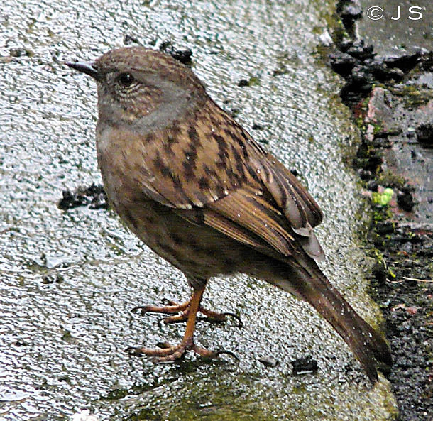 Dunnock