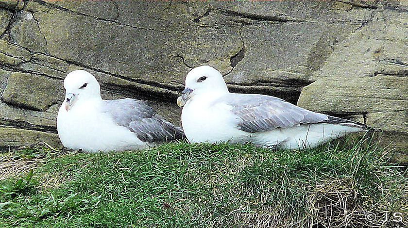 Fulmar pair