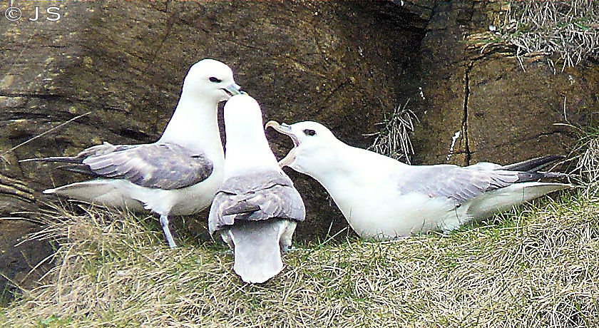 Fulmar family