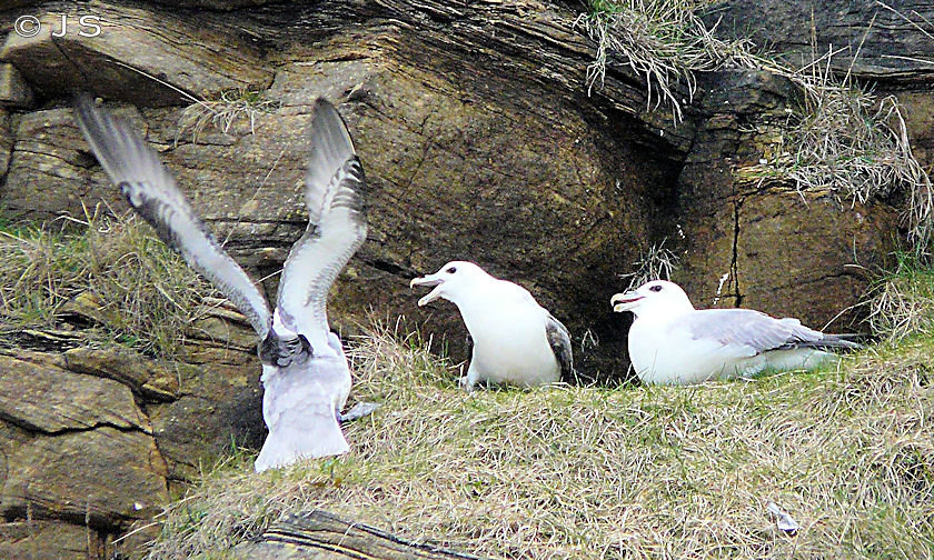 Fulmar pair