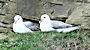 Fulmars