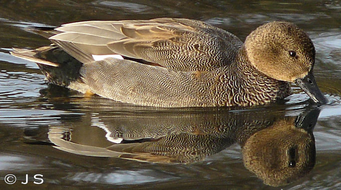 Gadwall