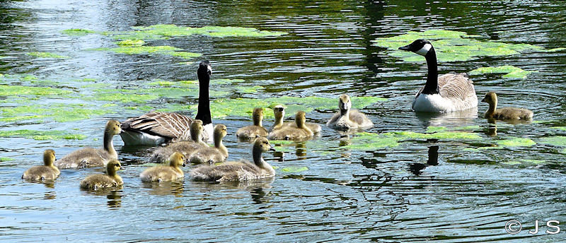 First goslings of the year