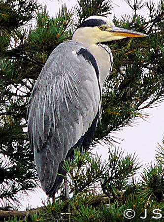 Heron in a tree