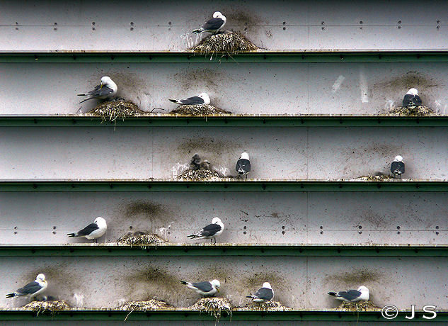 Kittiwakes
