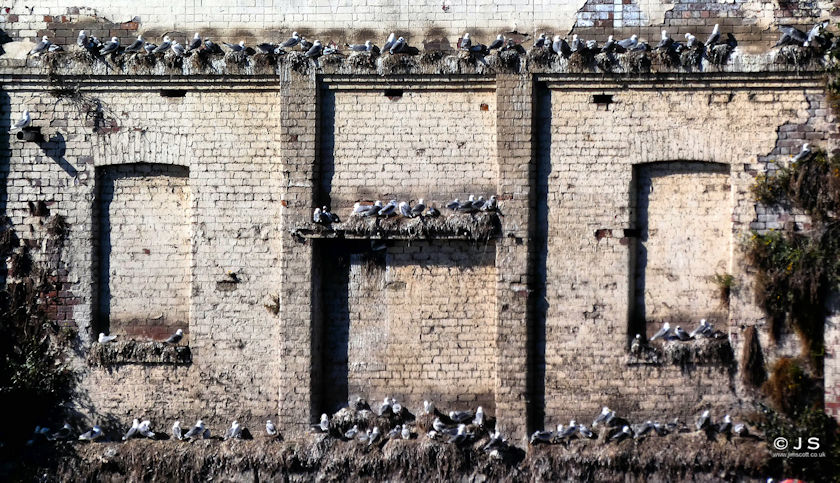 Kittiwakes on paint factory