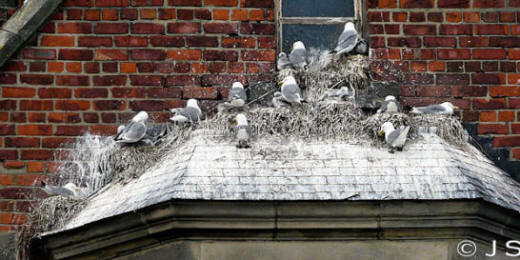 Kittiwakes at North Shields