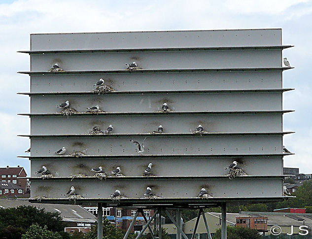 Kittiwakes