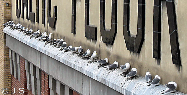 Kittiwakes on Baltic