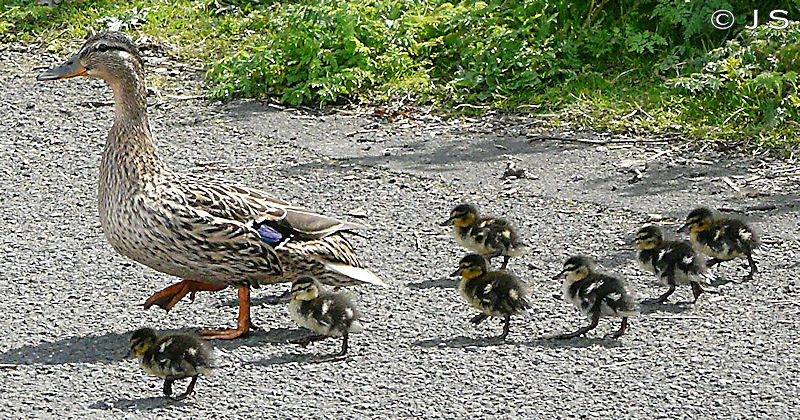 Ducklings first day