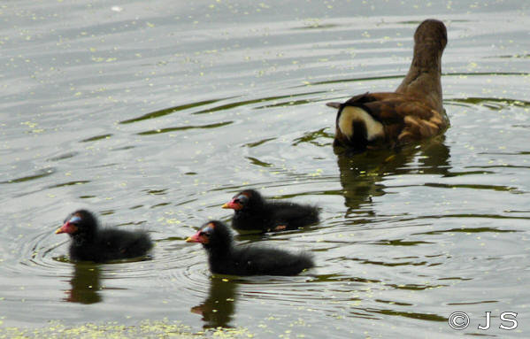 Moorhen family