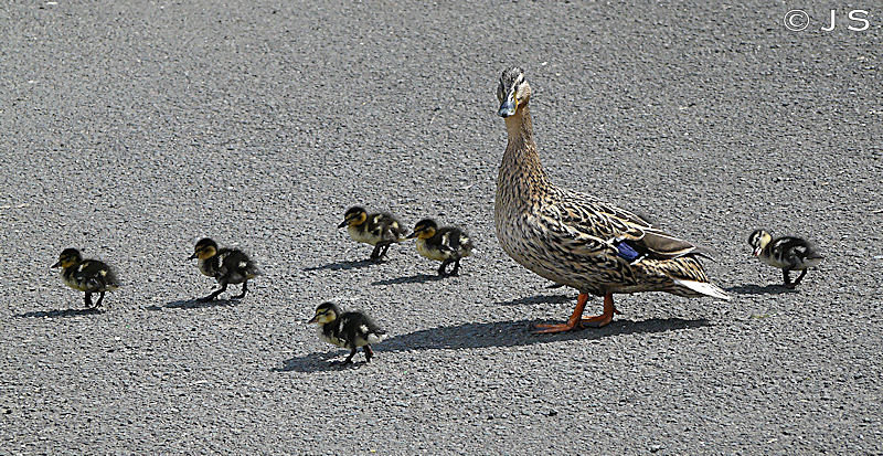 Mum the crossing warden
