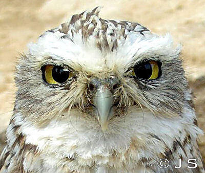 Owl eyes