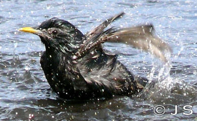 Starling Bath