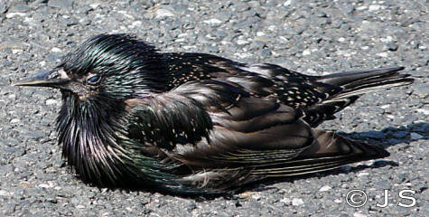 Starling Sunbathing