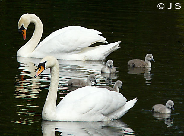 Swans with family