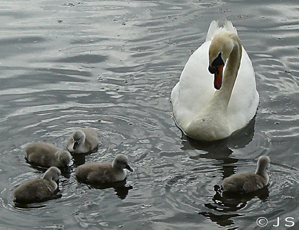 Swan family