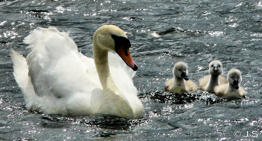 Cygnets 2011 1