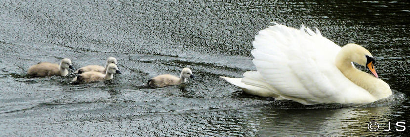 Cygnets 2011 2