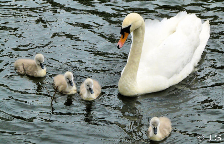 Cygnets 2011 3