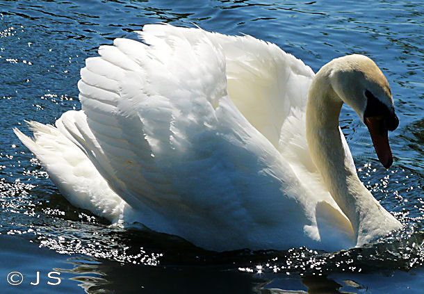 Swan in a bad mood again