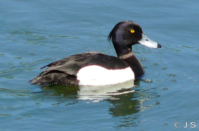 Tufted Duck