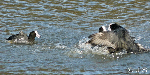 Coots fight