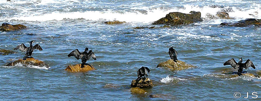 Cormorants x 5