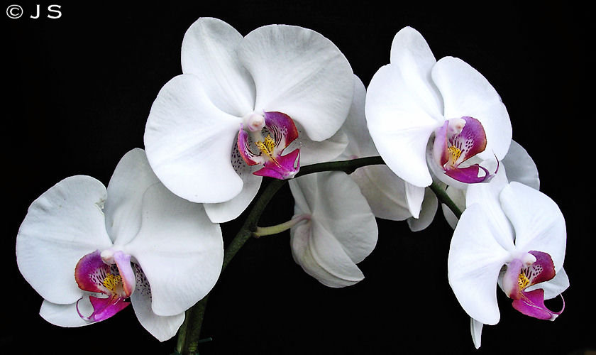 Orchid