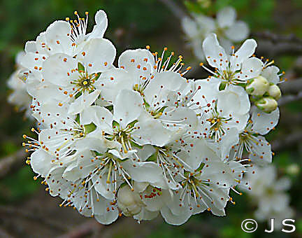 Blackthorn