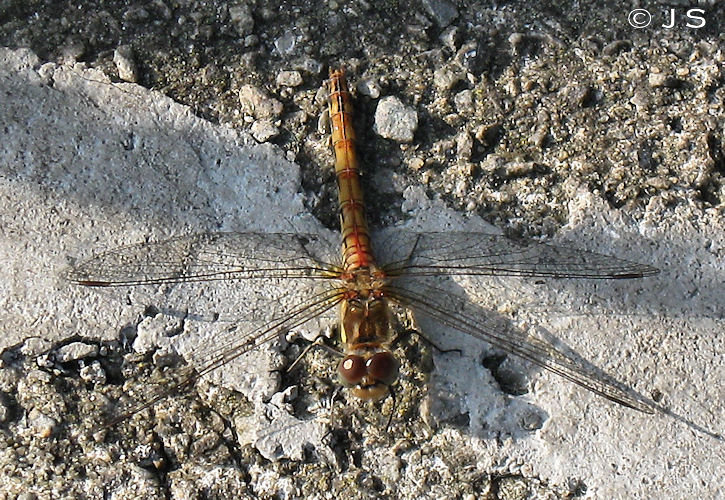 Dragonfly