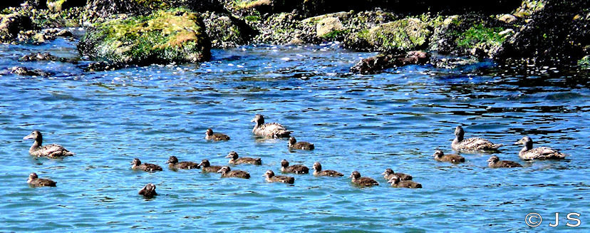 Eider creche