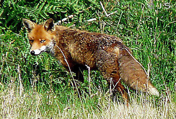 Fox