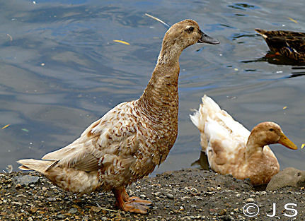 Hybrid 2012