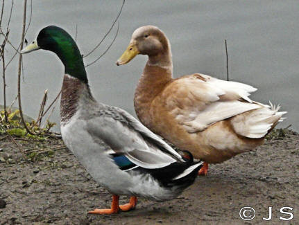 Hybrid