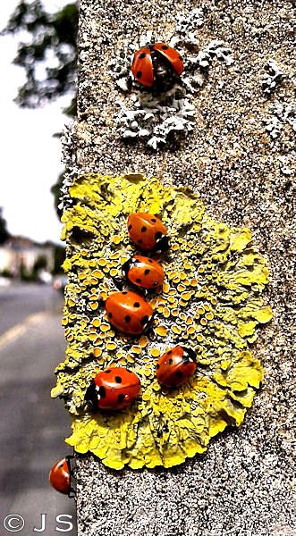Ladybirds