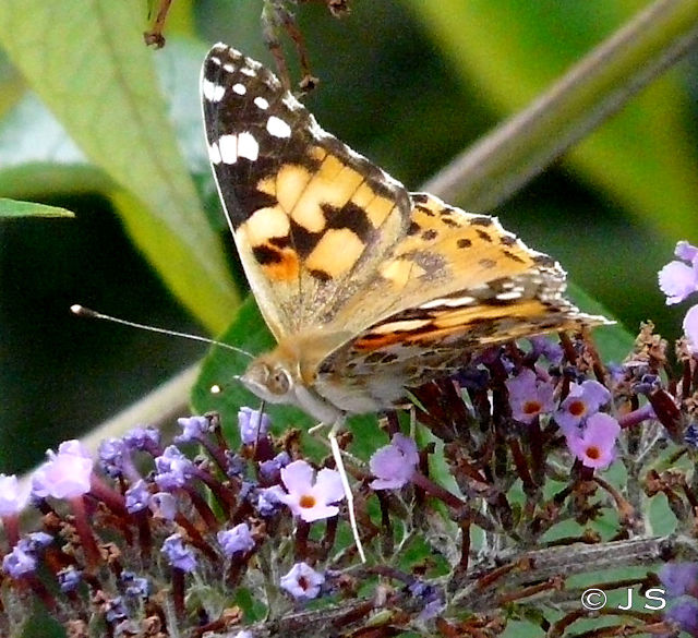 Painted Lady