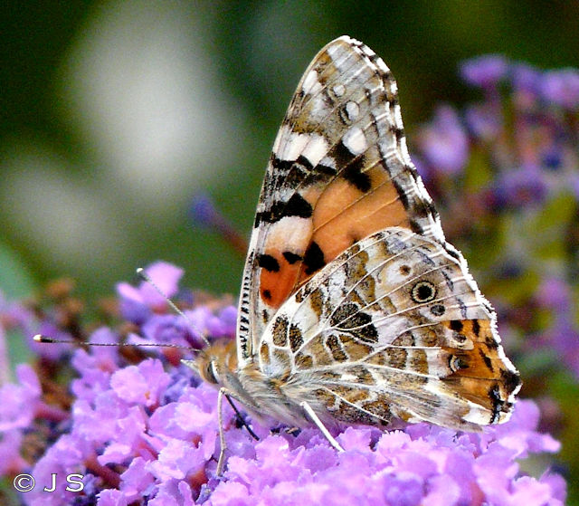 Painted Lady on Beddleia