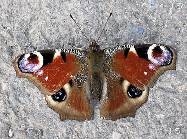 Peacock