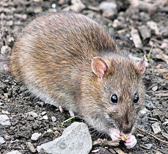 Rat