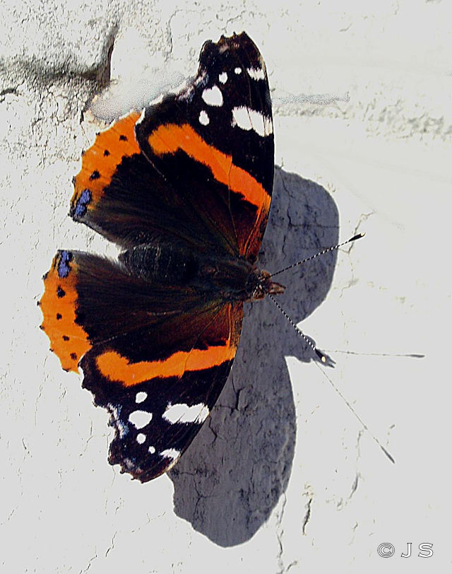 Red Admiral