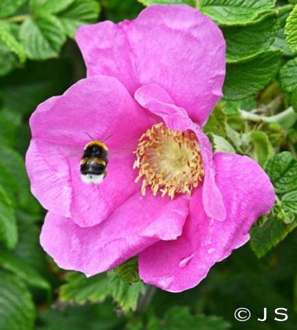 Bee