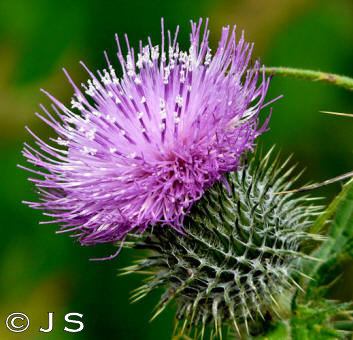 Thistle