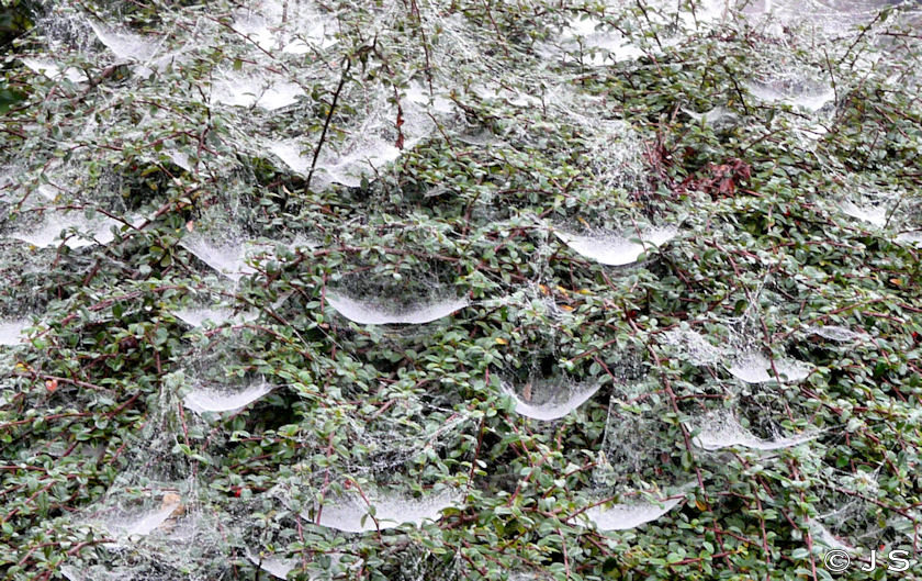 Wet webs