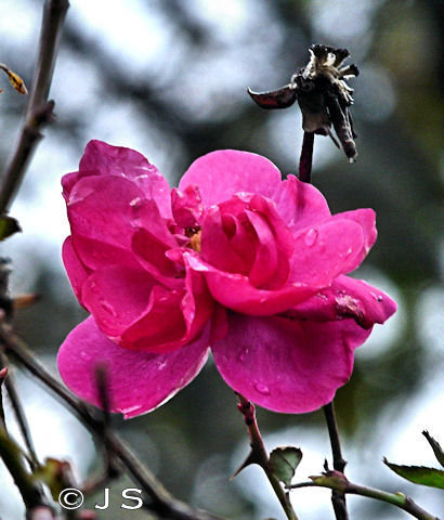 Defiant rose