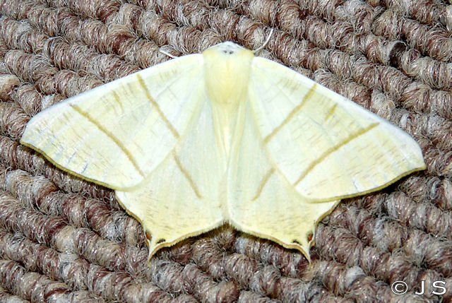Swallowtail Moth